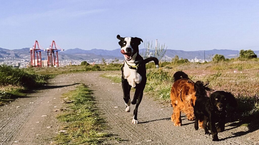 dogs running together