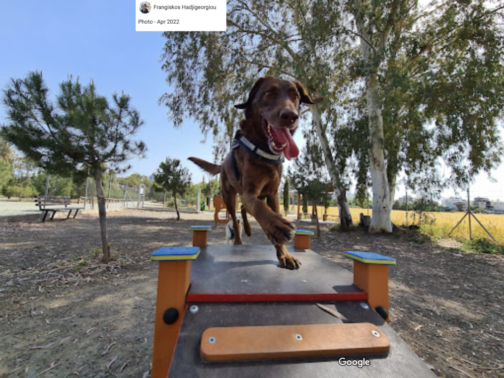 Photo of a dog playing in a dog park