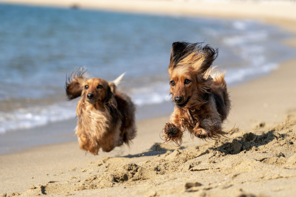 Photo of two dogs running on the beach