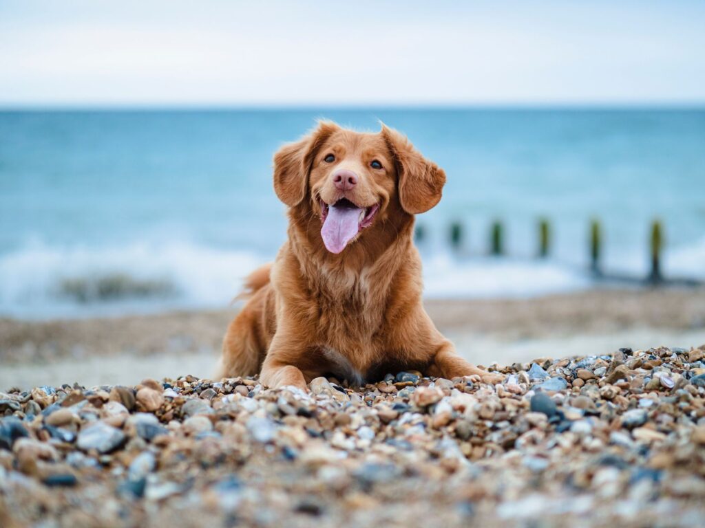 Photo of a happy dog sitting on a pebbly beach