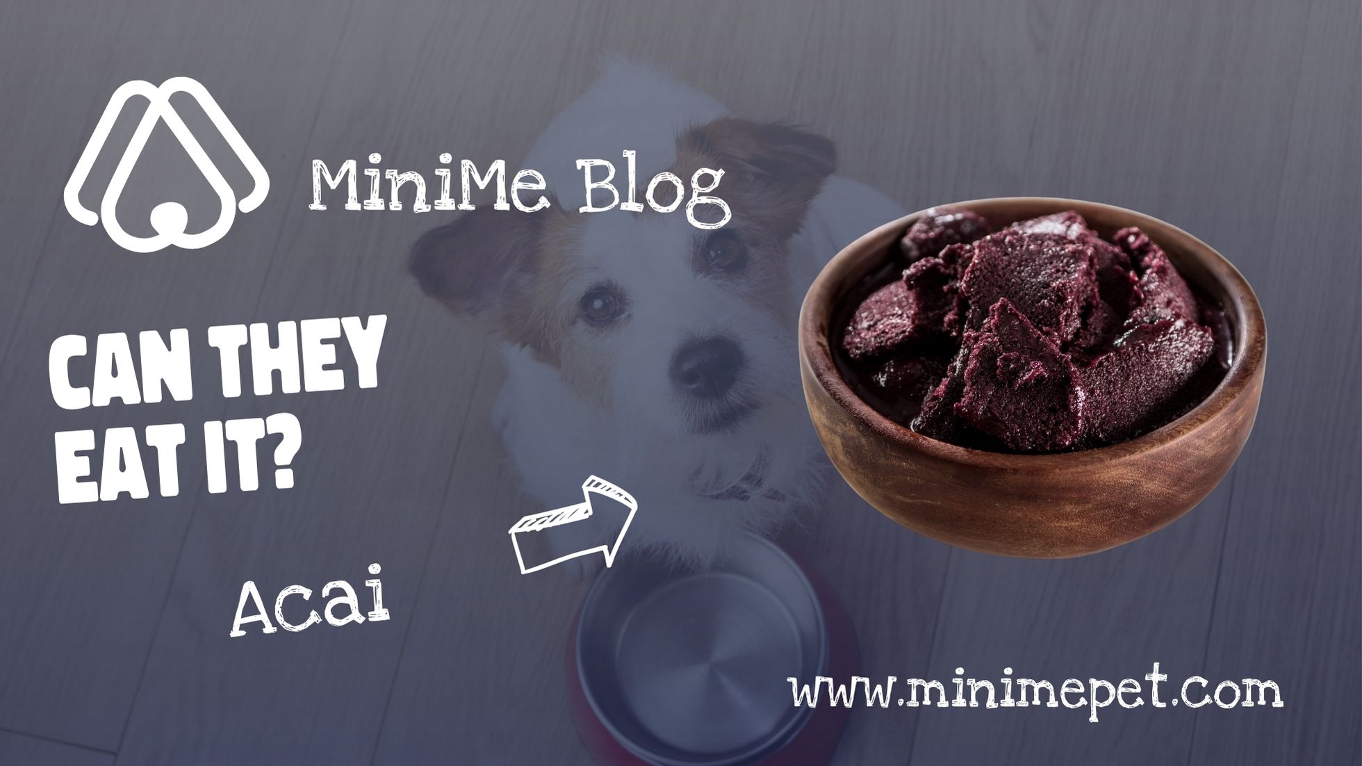 Acai: Can Dogs Eat It? - MiniMe Pet - Social App for Pets