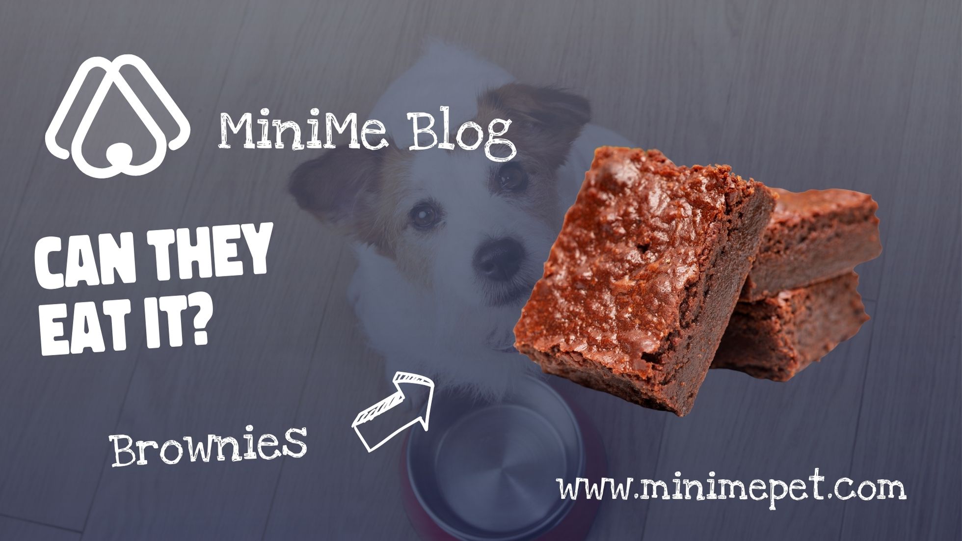 Can Dogs Eat Brownies? MiniMe Pet