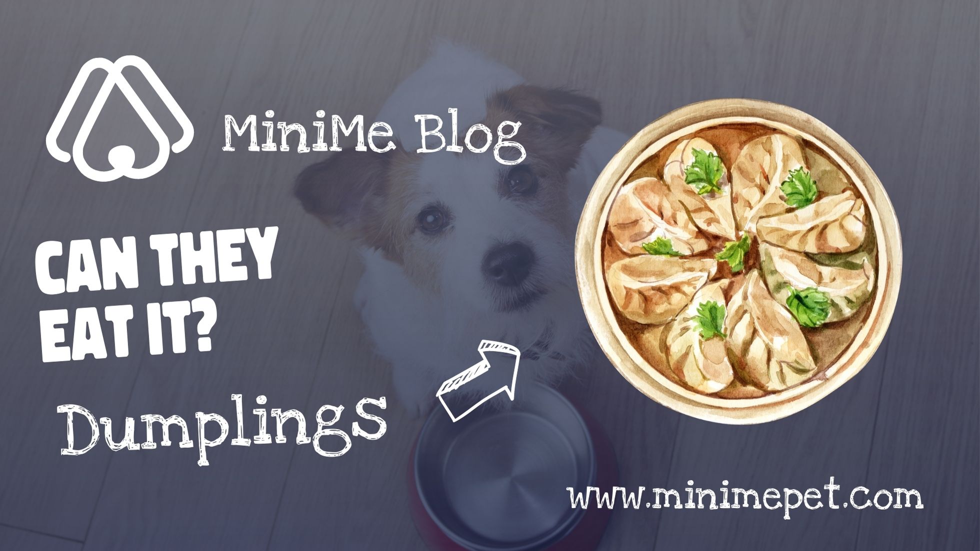 Can Dogs Eat Dumplings? - MiniMe Pet