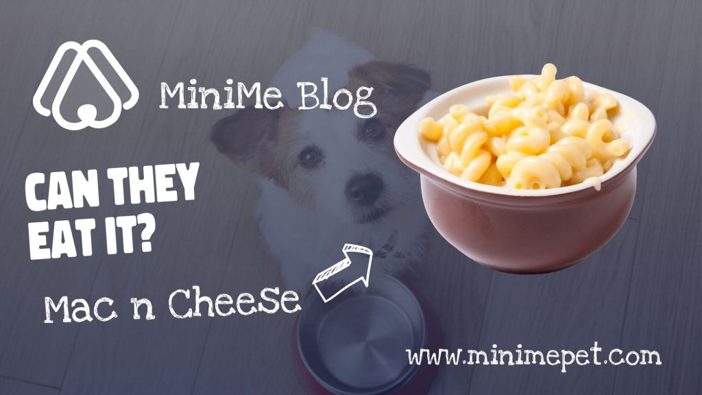 Can dogs eat mac and cheese