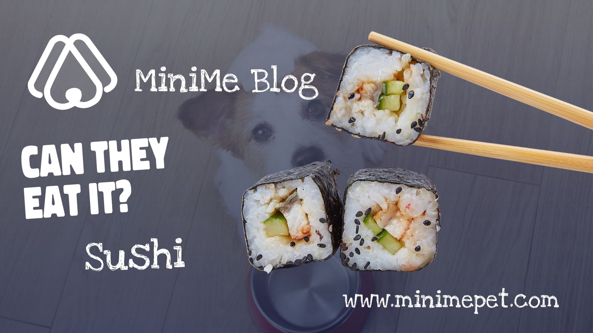 Os cães podem comer sushi? MiniMe Pet