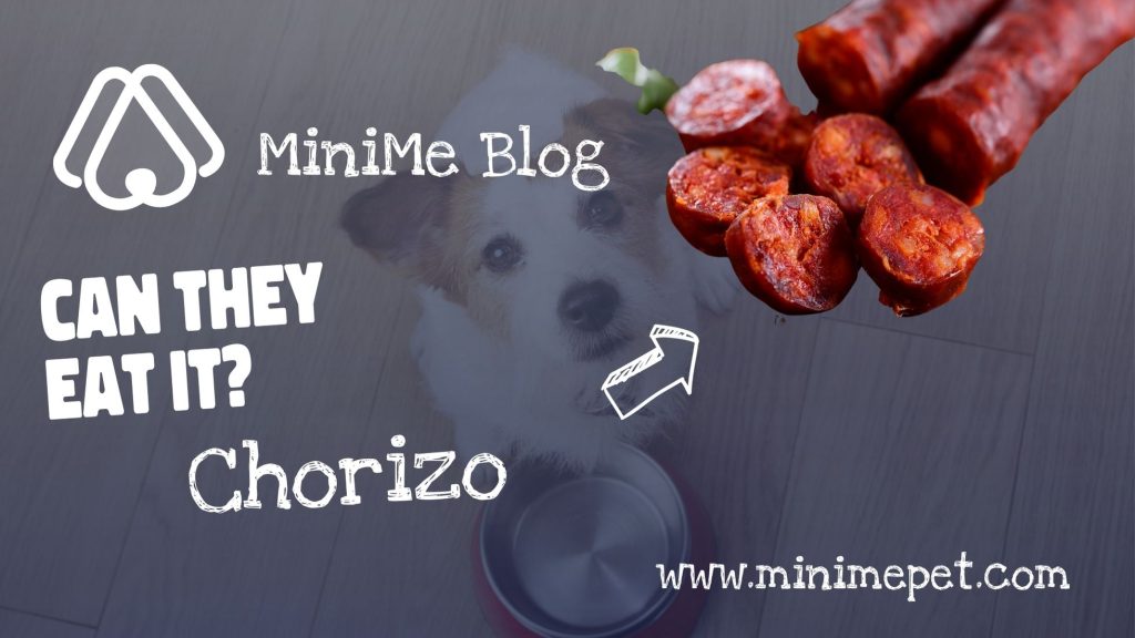 can dogs eat chorizo