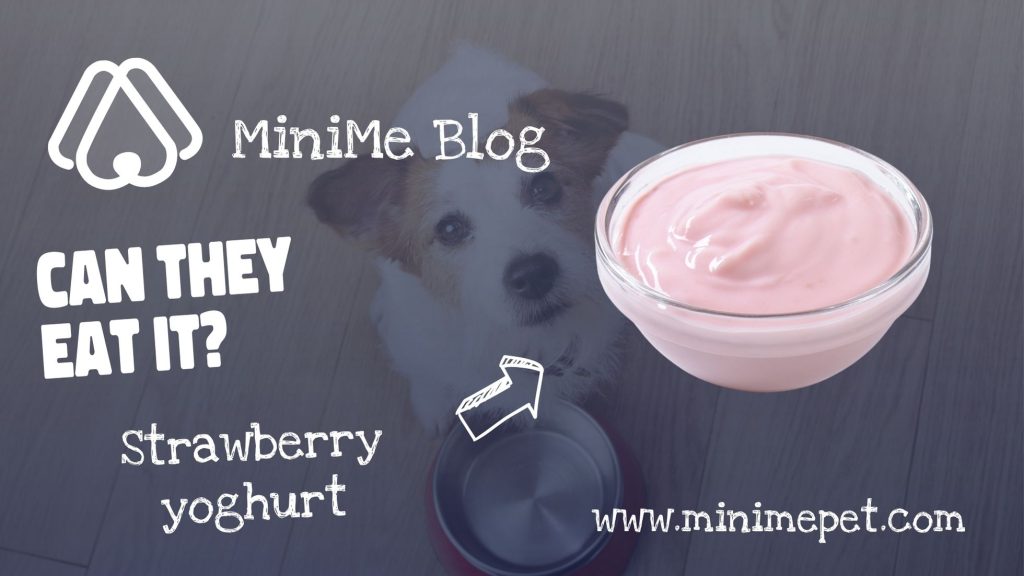 featured can dogs eat strawberry yoghurt