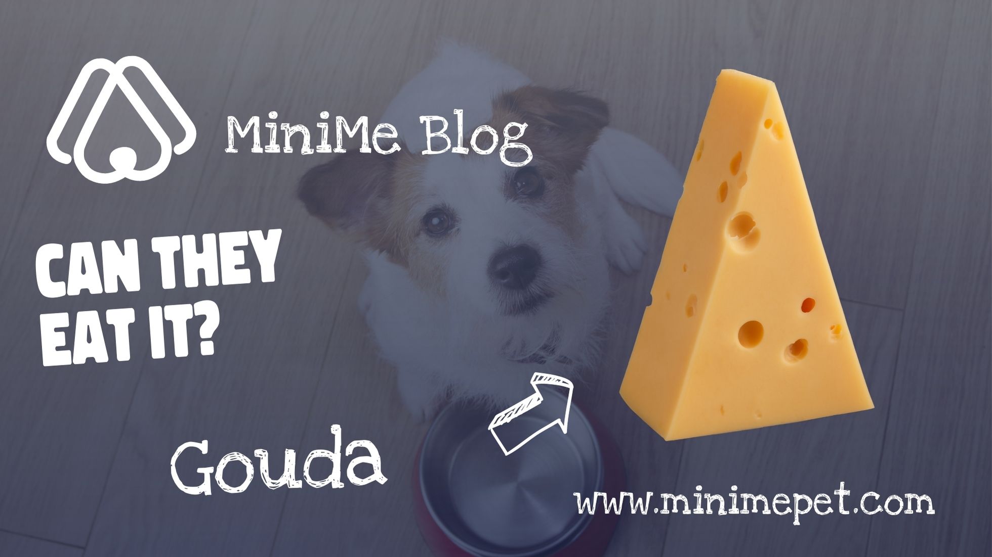 Can Dogs Eat Gouda? MiniMe Pet