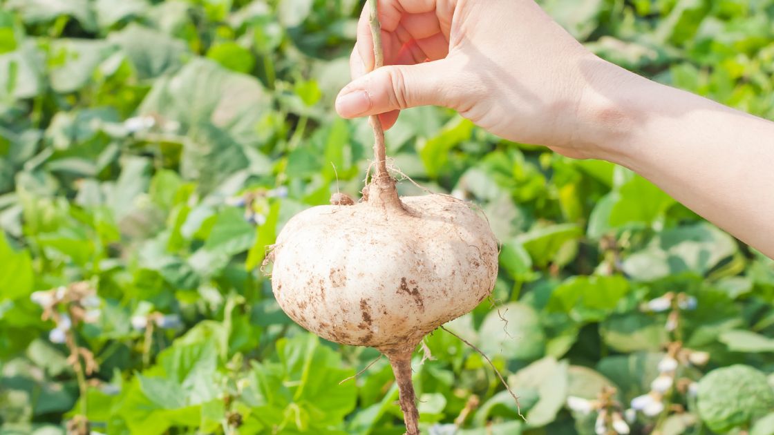 Can Dogs Eat Jicama? MiniMe Pet Social App for Pets