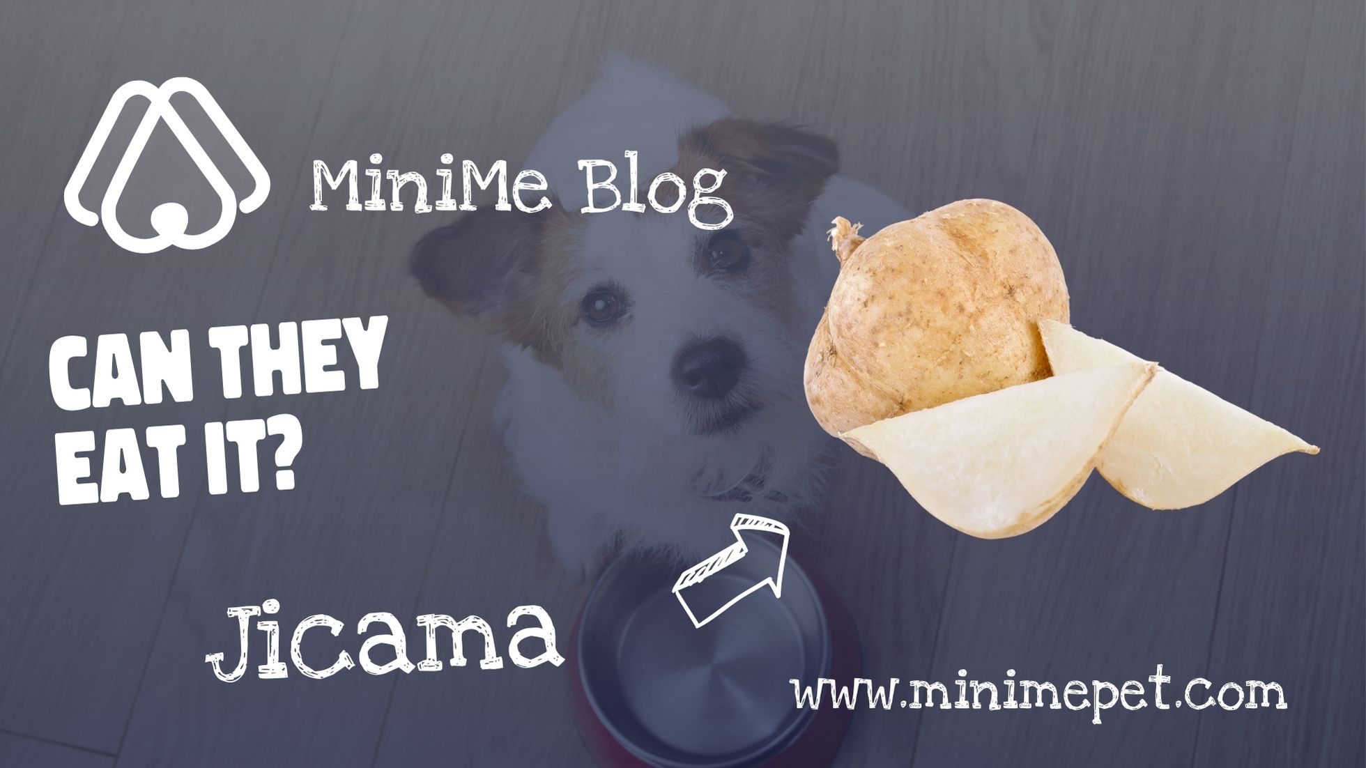 Can Dogs Eat Jicama? MiniMe Pet Social App for Pets