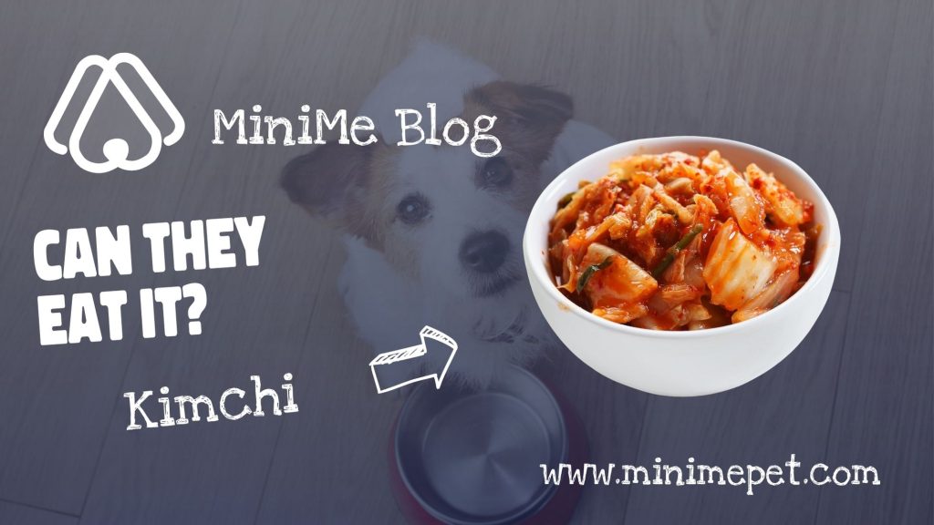Os cães podem comer kimchi?