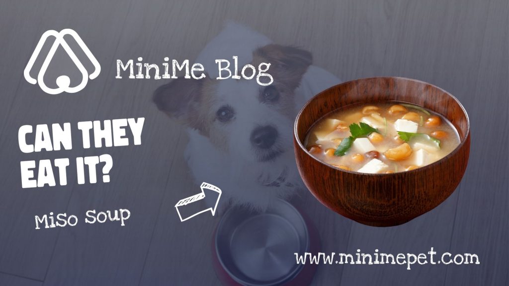 Os cães podem comer sopa de missô?