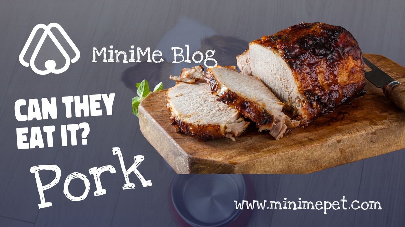 can-dogs-eat-pork-minime-pet-social-app-for-pets