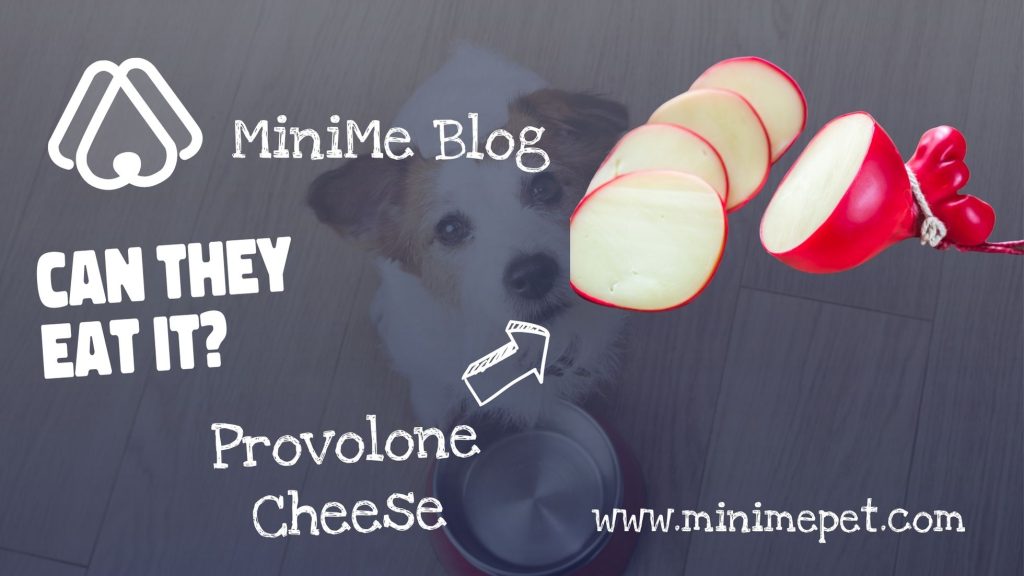 can dogs eat provolone cheese