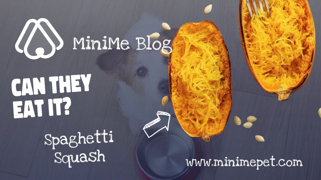 can dogs eat spaghetti squash