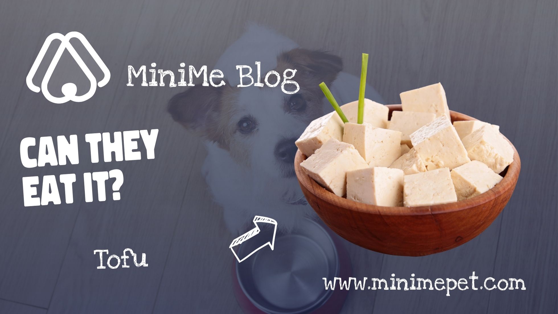Can Dogs Eat Tofu? - MiniMe Pet - Social App for Pets
