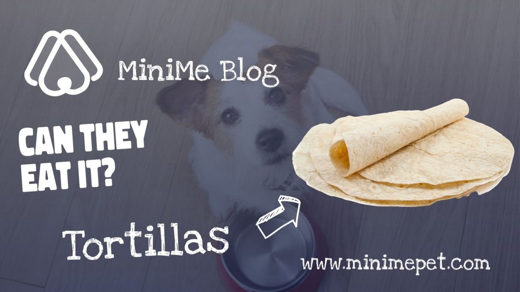 can dogs eat tortillas