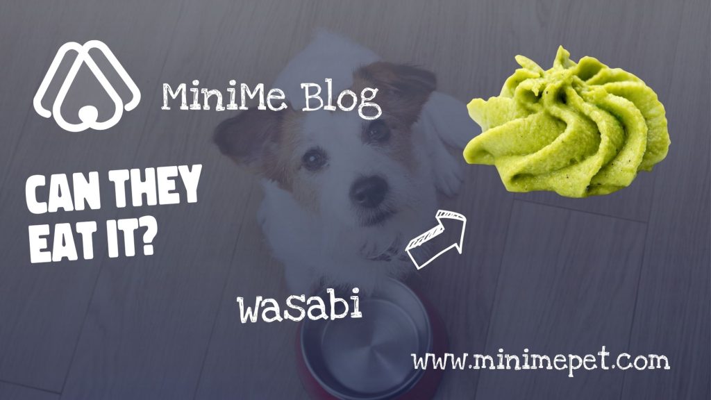 can dogs eat wasabi