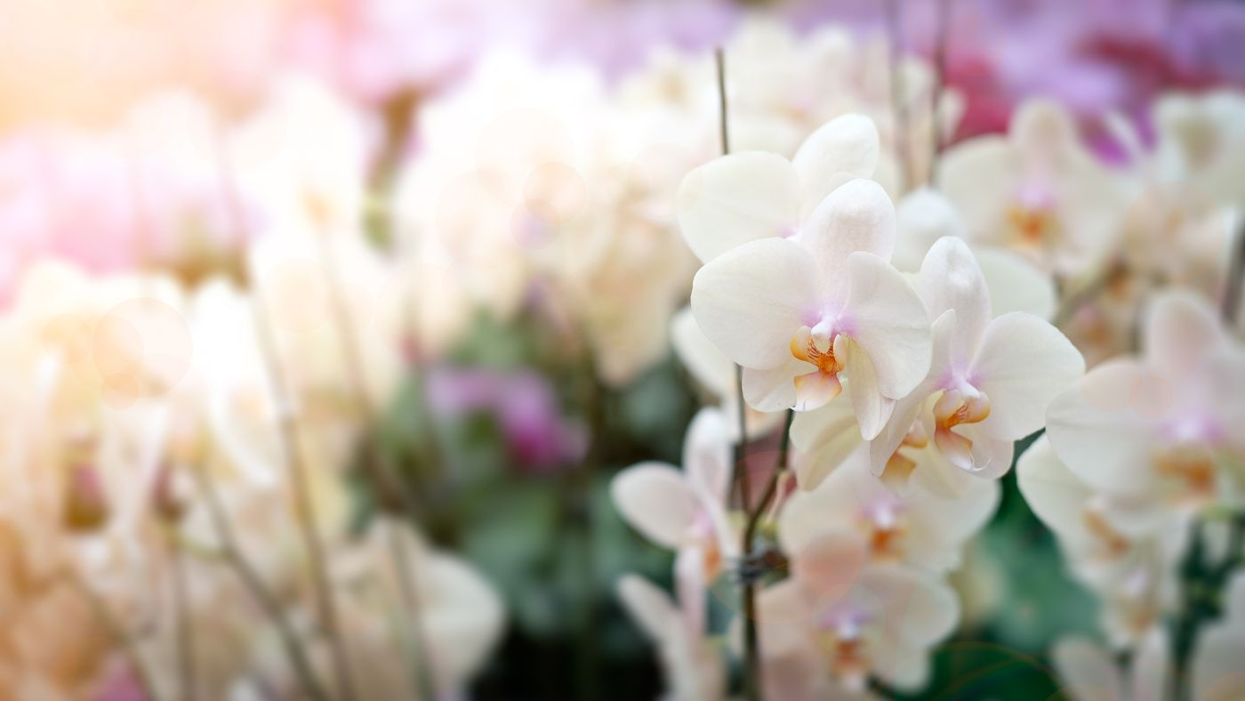 Are Orchids Poisonous to Cats? MiniMe Pet Social App for Pets