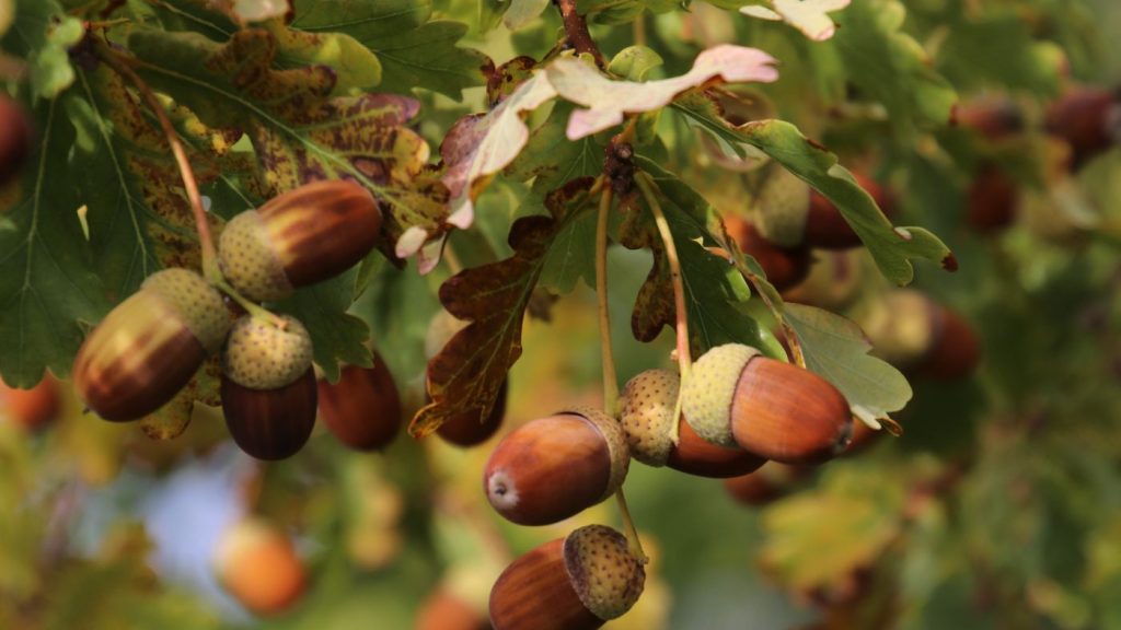 are acorns poisonous to dogs?
