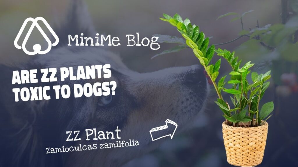 Are ZZ Plants Toxic to Dogs?