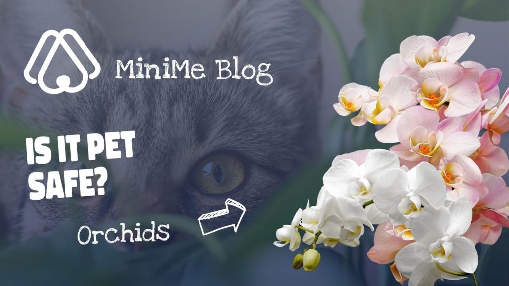 are orchids poisonous to cats