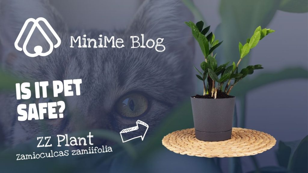 are-zz-plants-toxic-to-cats-minime-pet