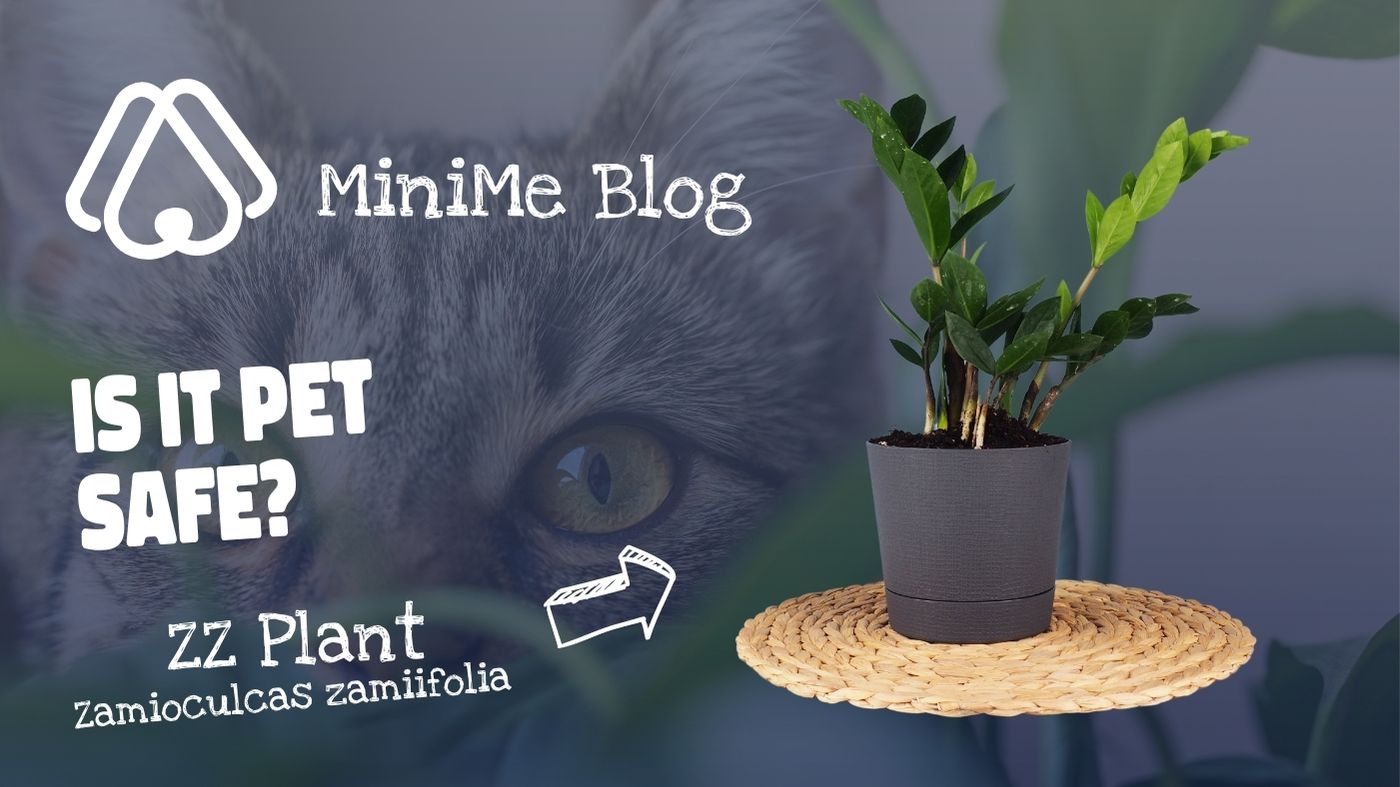 are zz plants toxic to cats