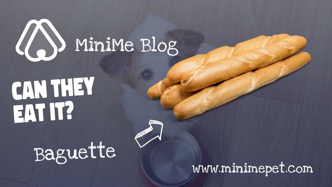 Can dogs eat baguette