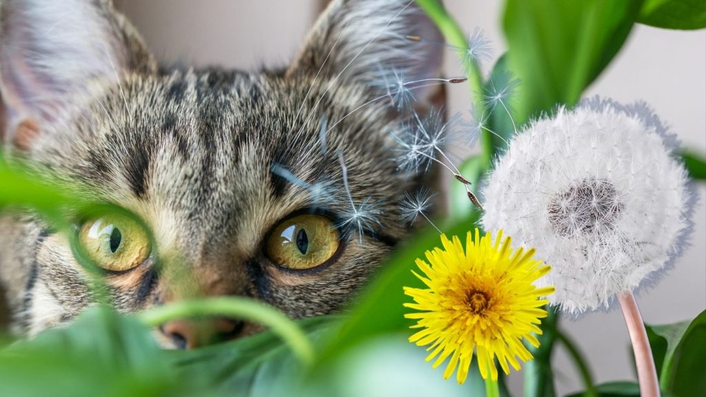 are dandelions toxic for cats
