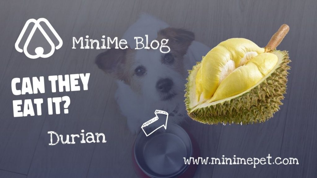 Can dogs eat durian?