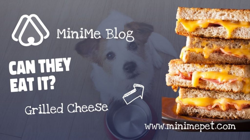 Can dogs eat grilled cheese?