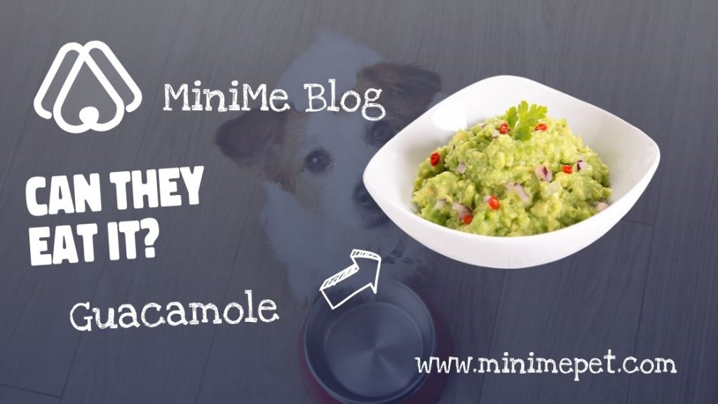 can dogs eat guacamole