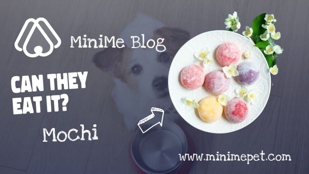 can dogs eat mochi