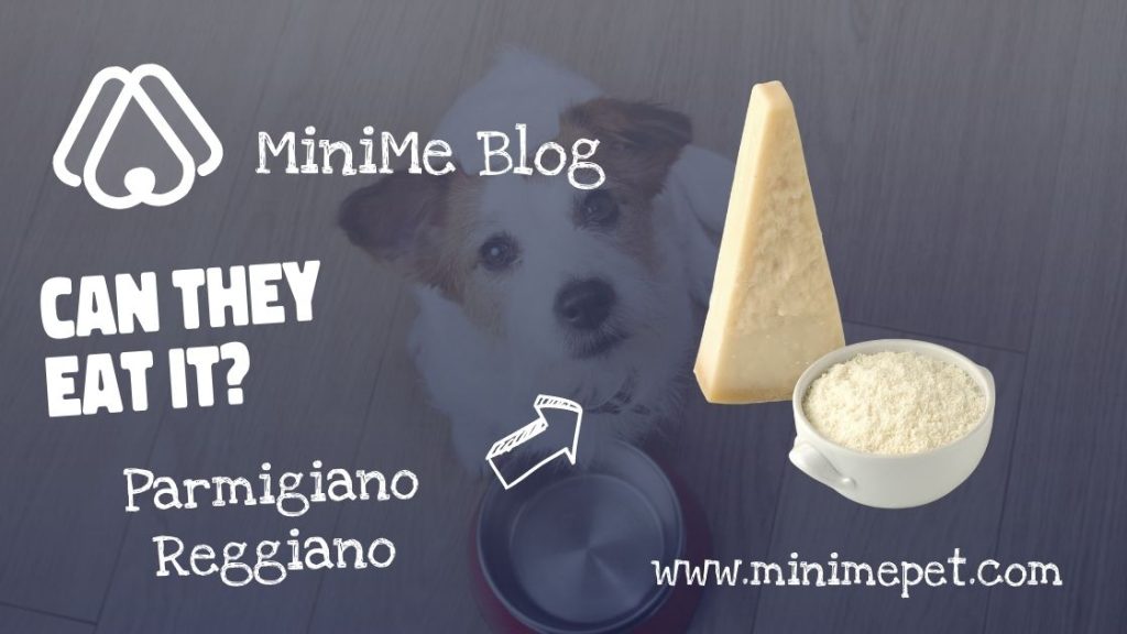 Can Dogs Eat Parmigiano Reggiano Cheese?