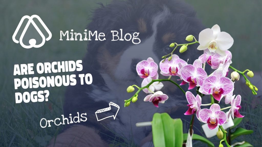 are orchids poisonous to dogs