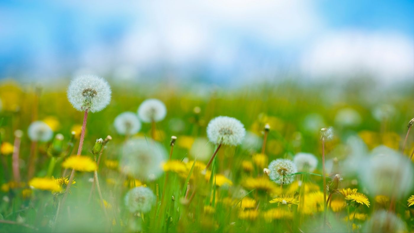 Are Dandelions Toxic to Cats? MiniMe Pet