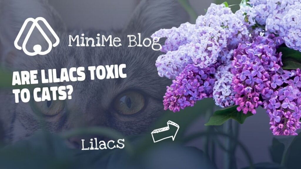 Are Lilacs Poisonous to Cats?