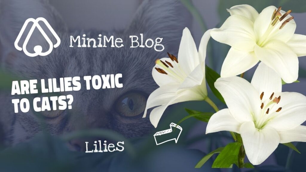 Are Lilies Poisonous to Cats?