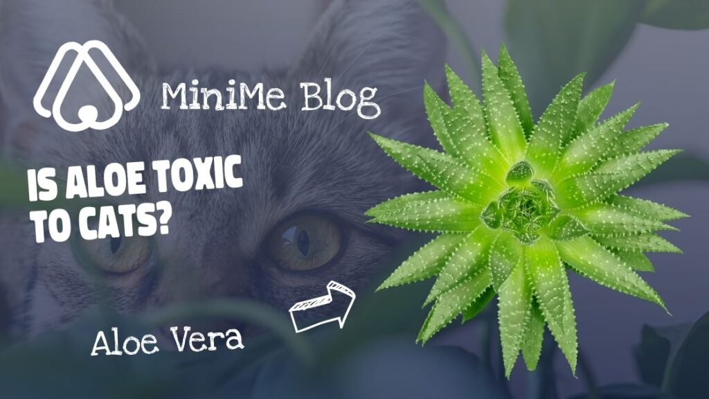 Is Aloe Toxic To Cats?