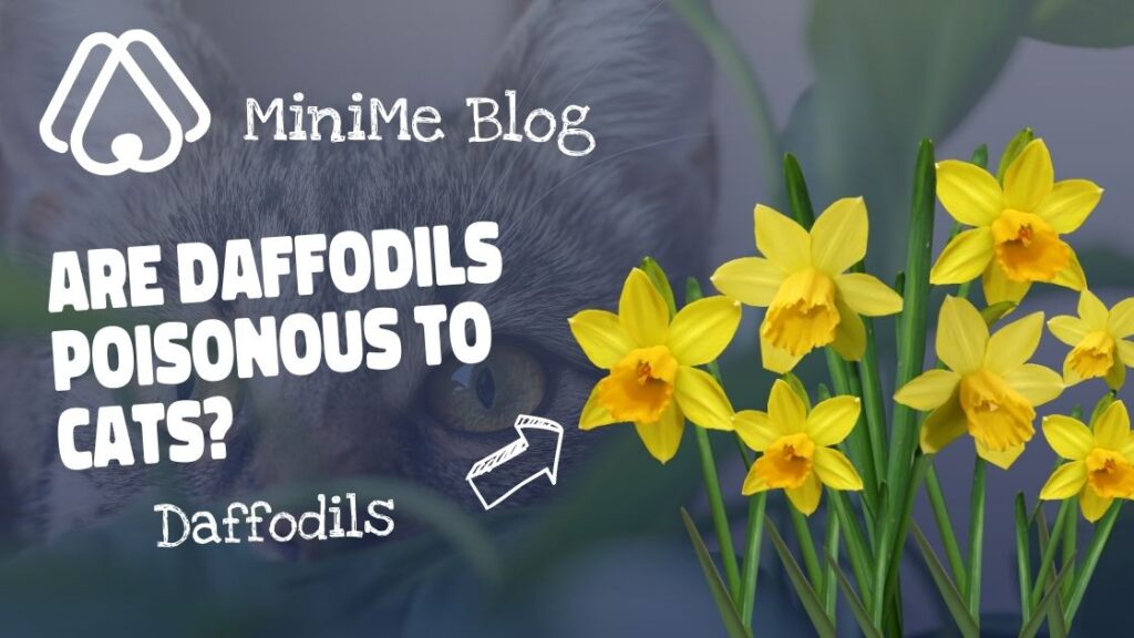 Are Daffodils Poisonous to Cats