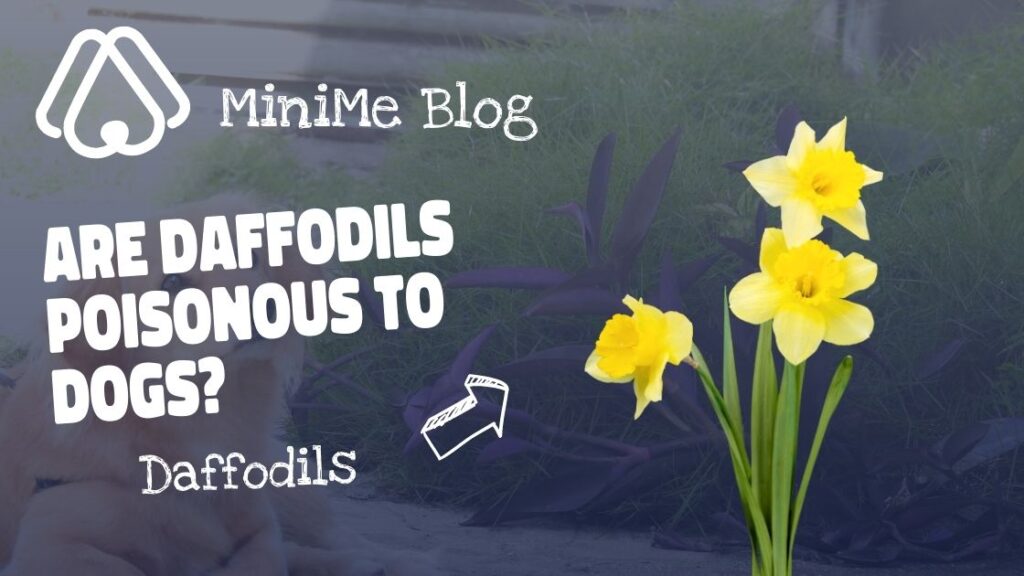 Are Daffodils Poisonous to Dogs?