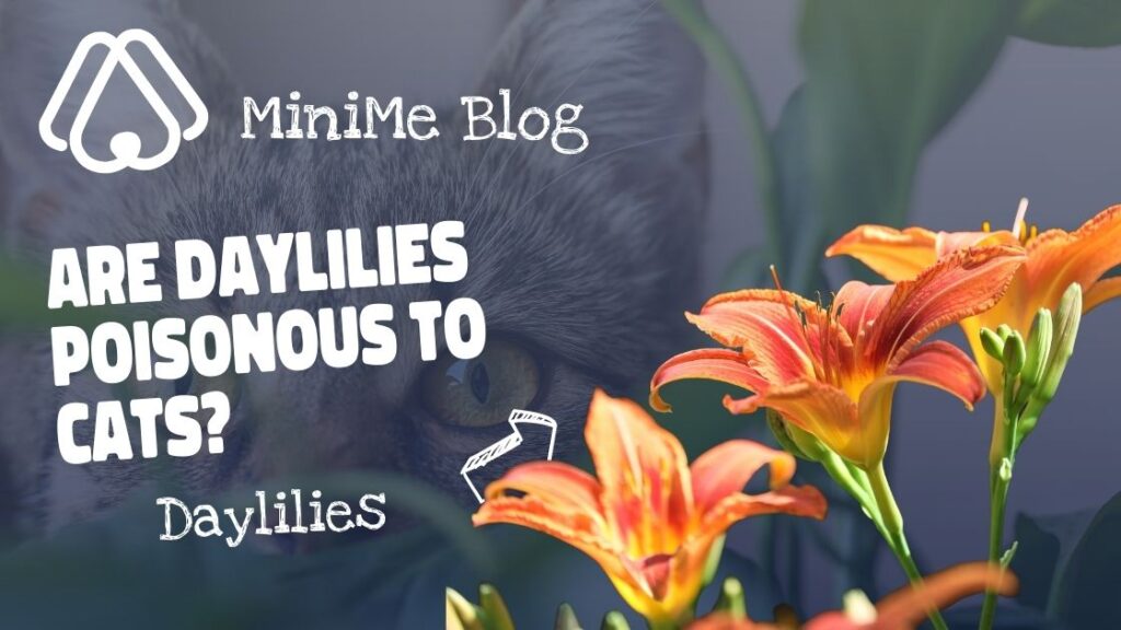 Are Daylilies Poisonous to Cats?