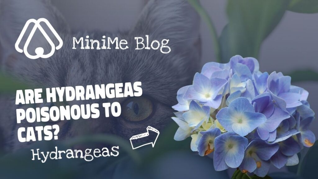 Are Hydrangeas Poisonous to Cats?