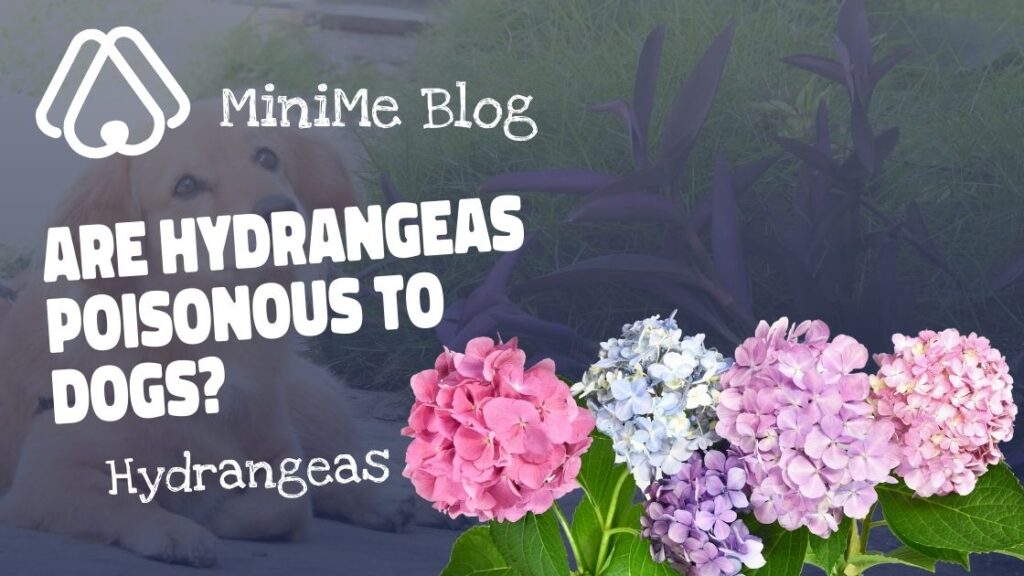 Are Hydrangeas Poisonous to Dogs?