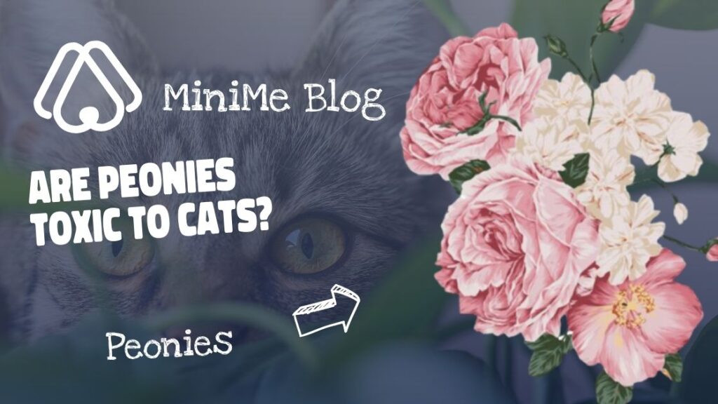 Are Peonies Poisonous To Cats?