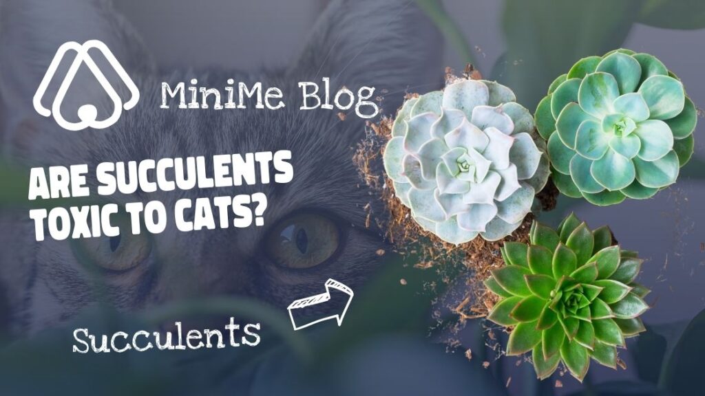 Are Succulents Poisonous To Cats?