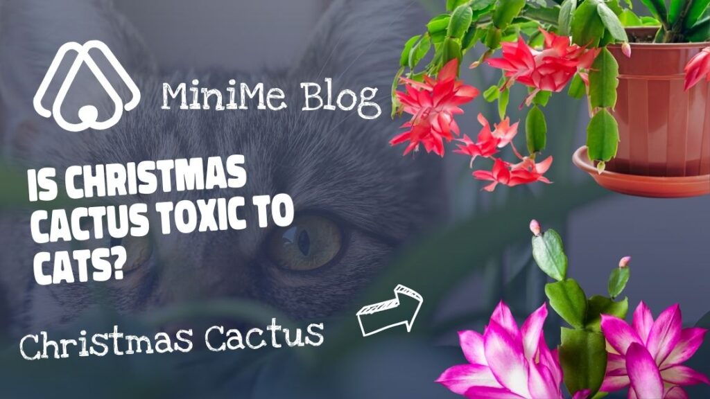 Are Christmas Cactuses Poisonous to Cats?