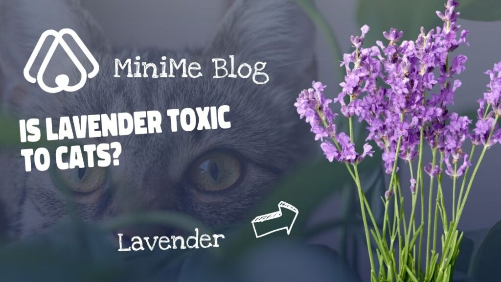 Is Lavender Toxic to Cats?