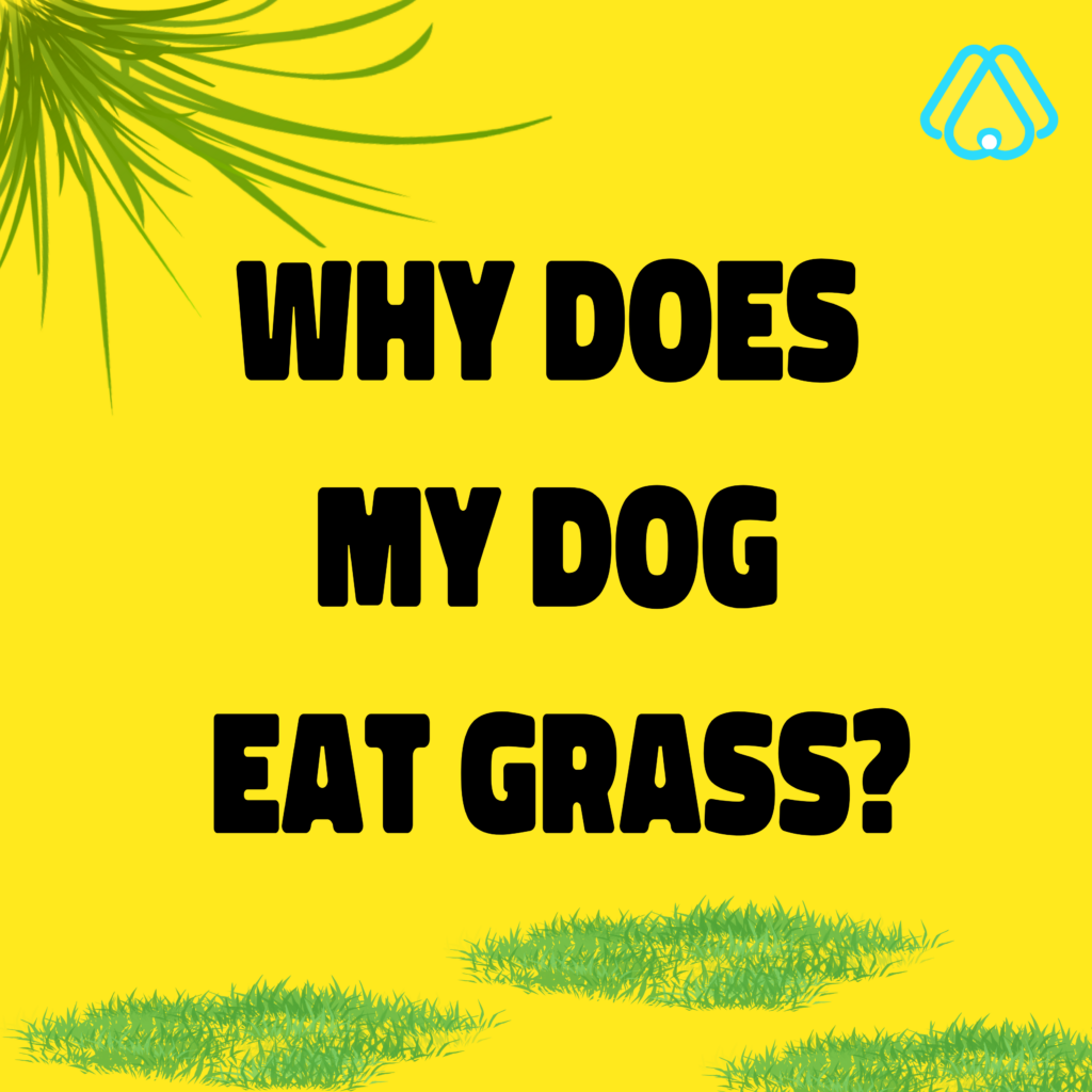 Why does my dog eat grass?